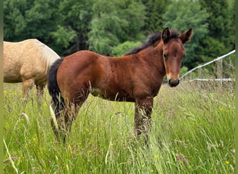 Caballo cuarto de milla, Yegua, Potro (05/2026), 150 cm, Castaño