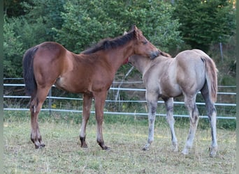 Caballo cuarto de milla, Yegua, Potro (05/2026), 150 cm, Castaño