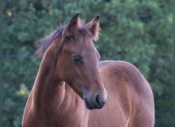 Caballo cuarto de milla, Yegua, Potro (05/2026), 150 cm, Castaño