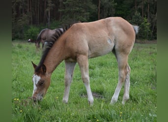 Caballo cuarto de milla, Yegua, , 150 cm, Castaño-ruano