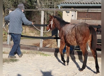 Caballo cuarto de milla, Yegua, Potro (05/2025), 150 cm, Castaño-ruano