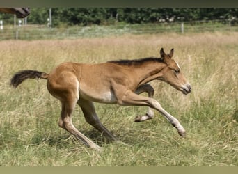 Caballo cuarto de milla, Yegua, Potro (06/2025), 150 cm, Castaño
