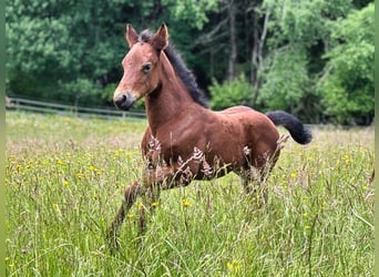 Caballo cuarto de milla, Yegua, Potro (04/2026), 150 cm, Castaño