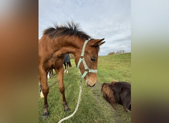 Caballo cuarto de milla, Yegua, Potro (03/2025), 150 cm, Castaño