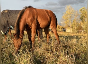 Caballo cuarto de milla, Yegua, Potro (03/2025), 150 cm, Castaño
