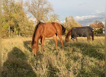 Caballo cuarto de milla, Yegua, Potro (03/2025), 150 cm, Castaño