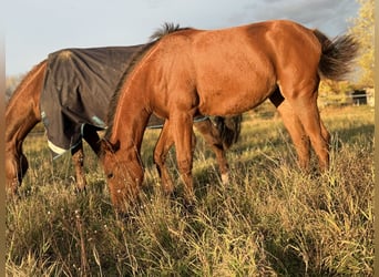 Caballo cuarto de milla, Yegua, Potro (03/2025), 150 cm, Castaño