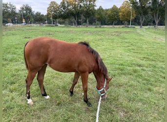 Caballo cuarto de milla, Yegua, Potro (03/2025), 150 cm, Castaño