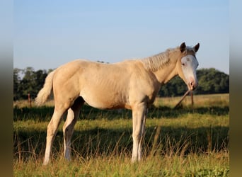 Caballo cuarto de milla, Yegua, Potro (05/2026), 150 cm, Palomino