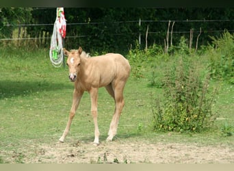 Caballo cuarto de milla, Yegua, Potro (05/2026), 150 cm, Palomino