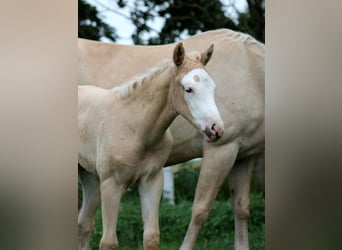 Caballo cuarto de milla, Yegua, Potro (05/2026), 150 cm, Palomino