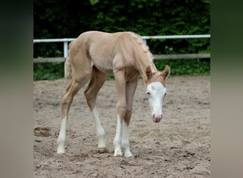 Caballo cuarto de milla, Yegua, Potro (05/2026), 150 cm, Palomino