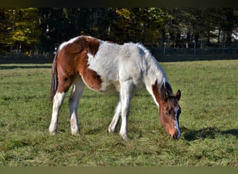 Caballo cuarto de milla Mestizo, Yegua, Potro (04/2023), 150 cm, Pío