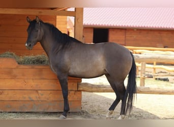 Caballo cuarto de milla, Yegua, , 150 cm, Red Dun/Cervuno