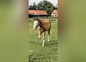 Caballo cuarto de milla, Yegua, Potro (05/2026), 150 cm, Red Dun/Cervuno