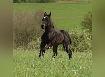 Caballo cuarto de milla, Yegua, Potro (04/2024), 150 cm, Ruano azulado