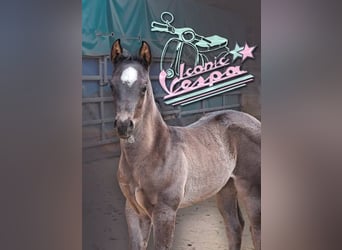Caballo cuarto de milla, Yegua, , 150 cm, Ruano azulado