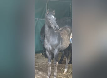 Caballo cuarto de milla, Yegua, , 150 cm, Ruano azulado