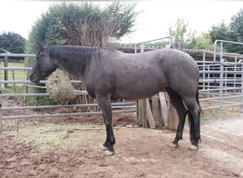 Caballo cuarto de milla, Yegua, , 150 cm, Ruano azulado