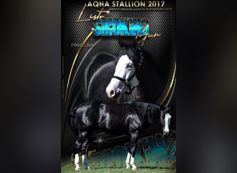Caballo cuarto de milla, Yegua, , 150 cm, Ruano azulado