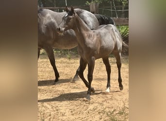 Caballo cuarto de milla, Yegua, , 150 cm, Ruano azulado