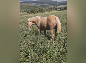 Caballo cuarto de milla, Yegua, Potro (01/2025), 150 cm