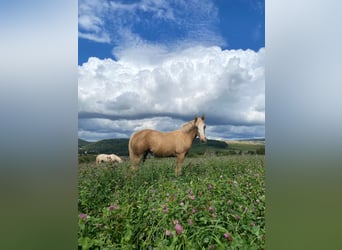 Caballo cuarto de milla, Yegua, Potro (01/2025), 150 cm