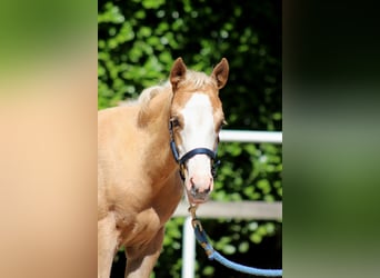 Caballo cuarto de milla, Yegua, Potro (04/2025), 151 cm, Palomino