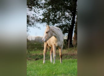 Caballo cuarto de milla, Yegua, Potro (04/2025), 151 cm, Palomino