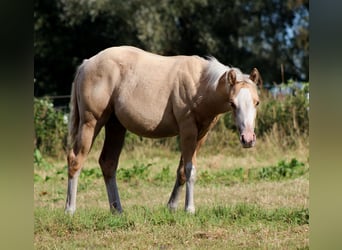 Caballo cuarto de milla, Yegua, Potro (04/2025), 151 cm, Palomino