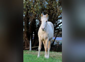 Caballo cuarto de milla, Yegua, Potro (04/2025), 151 cm, Palomino