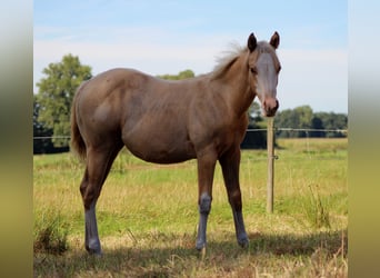 Caballo cuarto de milla, Yegua, Potro (04/2025), 151 cm, Palomino