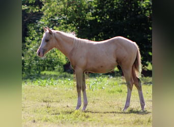 Caballo cuarto de milla, Yegua, Potro (04/2025), 151 cm, Palomino