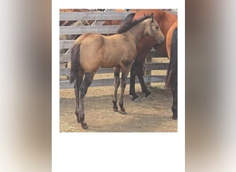 Caballo cuarto de milla, Yegua, Potro (05/2025), 152 cm, Buckskin/Bayo
