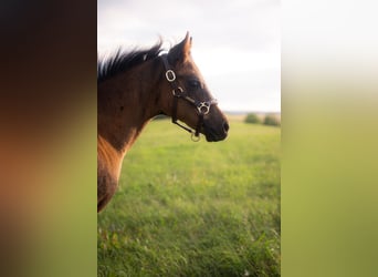 Caballo cuarto de milla, Yegua, Potro (05/2025), 152 cm, Buckskin/Bayo