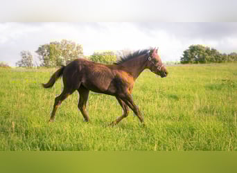 Caballo cuarto de milla, Yegua, Potro (05/2025), 152 cm, Buckskin/Bayo