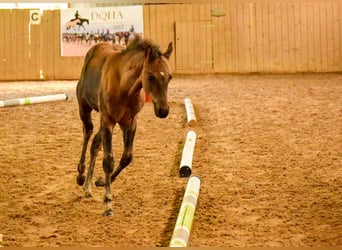 Caballo cuarto de milla, Yegua, Potro (05/2025), 152 cm, Buckskin/Bayo