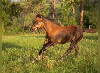 Caballo cuarto de milla, Yegua, Potro (05/2025), 152 cm, Buckskin/Bayo