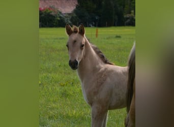 Caballo cuarto de milla, Yegua, Potro (04/2026), 152 cm, Buckskin/Bayo