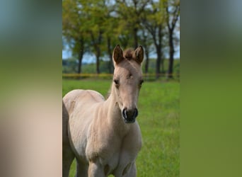 Caballo cuarto de milla, Yegua, Potro (04/2026), 152 cm, Buckskin/Bayo