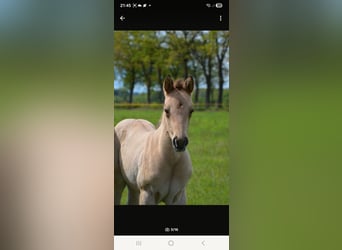 Caballo cuarto de milla, Yegua, Potro (04/2026), 152 cm, Buckskin/Bayo