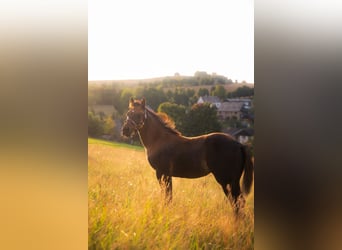 Caballo cuarto de milla, Yegua, Potro (05/2025), 152 cm, Buckskin/Bayo