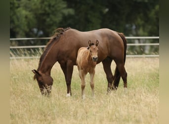 Caballo cuarto de milla, Yegua, Potro (04/2026), 152 cm, Castaño