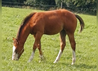 Caballo cuarto de milla, Yegua, Potro (03/2025), 152 cm, Castaño