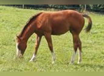 Caballo cuarto de milla, Yegua, Potro (03/2025), 152 cm, Castaño
