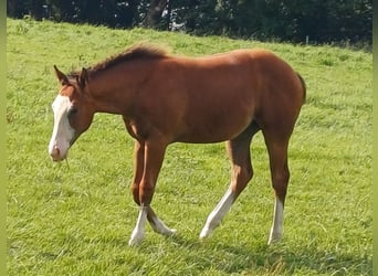 Caballo cuarto de milla, Yegua, Potro (03/2025), 152 cm, Castaño