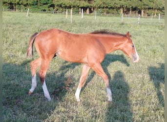 Caballo cuarto de milla, Yegua, Potro (03/2025), 152 cm, Castaño