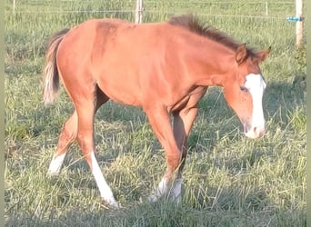 Caballo cuarto de milla, Yegua, Potro (03/2025), 152 cm, Castaño