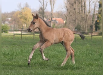 Caballo cuarto de milla, Yegua, Potro (03/2026), 152 cm, Grullo