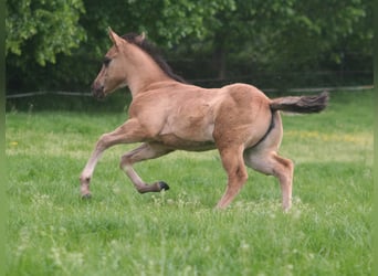 Caballo cuarto de milla, Yegua, Potro (03/2026), 152 cm, Grullo